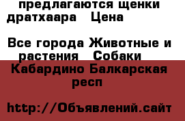 предлагаются щенки дратхаара › Цена ­ 20 000 - Все города Животные и растения » Собаки   . Кабардино-Балкарская респ.
